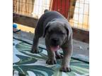 Cane Corso Puppy for sale in Brentwood, CA, USA
