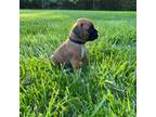 Boxer Puppy for sale in Whitewater, KS, USA