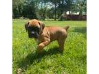 Boxer Puppy for sale in Whitewater, KS, USA