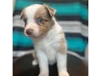 Australian Shepherd Puppy for sale in Rison, AR, USA