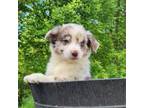 Australian Shepherd Puppy for sale in Aurora, WV, USA