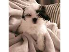 Shih Tzu Puppy for sale in Littleton, CO, USA