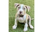 Adopt Hubba Bubba a Pit Bull Terrier