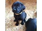 Labrador Retriever Puppy for sale in Hayden, ID, USA