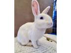 Adopt Funny Bunny a Bunny Rabbit