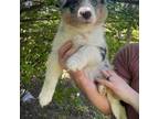 Australian Shepherd Puppy for sale in Centralia, WA, USA