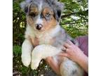 Australian Shepherd Puppy for sale in Centralia, WA, USA