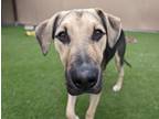 Adopt Dawson a Catahoula Leopard Dog, German Shepherd Dog