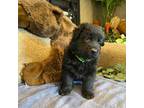 German Shepherd Dog Puppy for sale in Corona, CA, USA