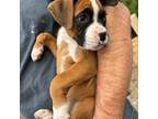 Boxer Puppy for sale in Grants Pass, OR, USA