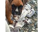 Boxer Puppy for sale in Grants Pass, OR, USA