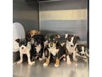 Adopt 3 Puppies a Terrier