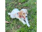 Goldendoodle Puppy for sale in Honey Grove, TX, USA