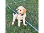 Goldendoodle Puppy for sale in Honey Grove, TX, USA