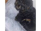 Poodle (Toy) Puppy for sale in Oklahoma City, OK, USA