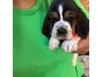 Basset Hound Puppy for sale in Benson, NC, USA