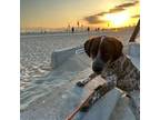 German Shorthaired Pointer Puppy for sale in Carson, CA, USA