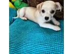 Maltese Puppy for sale in Novi, MI, USA