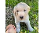Labradoodle Puppy for sale in Saratoga, CA, USA