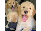 Labradoodle Puppy for sale in Saratoga, CA, USA