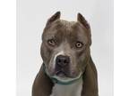 Adopt DARYL a Pit Bull Terrier