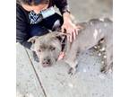 Adopt Gopher a Pit Bull Terrier