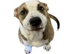 Adopt Kenobi a Pit Bull Terrier, Mixed Breed