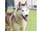 Adopt A846451 a Siberian Husky