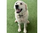 Adopt HELADO a Great Pyrenees