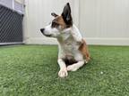 Adopt TEDDY a Australian Cattle Dog / Blue Heeler, Mixed Breed