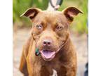 Adopt BRUCE a Pit Bull Terrier, Siberian Husky