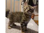 Adopt Snicker Kitten a Domestic Medium Hair