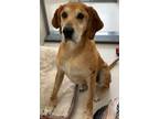 Adopt Clyde a Hound, Mixed Breed