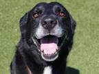 Adopt MAX a Labrador Retriever, Border Collie