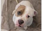 Adopt SAGE a Pit Bull Terrier, Mixed Breed