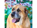 Adopt Tyrion a Mastiff, Great Pyrenees
