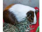 Adopt Roscoe a Guinea Pig