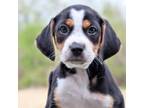Adopt CT Elvis (Fostered in Stafford, CT) a Beagle, Terrier