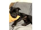 Adopt Appollo a Pit Bull Terrier, Mixed Breed
