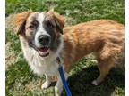 Adopt Pluto a Mixed Breed