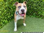 Adopt DANTE a Pit Bull Terrier