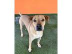 Adopt SAMSON a Labrador Retriever