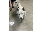 Adopt GHOST a Husky, German Shepherd Dog