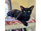 Adopt Glace a Domestic Short Hair
