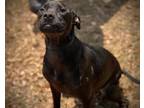 Adopt D26-SHADOW a Pit Bull Terrier, Mixed Breed