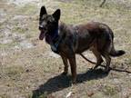 Adopt RUGER a German Shepherd Dog