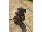 Adopt RYLO a Catahoula Leopard Dog, Labrador Retriever