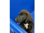 Adopt RUFFLES a Labrador Retriever, Pit Bull Terrier