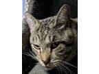 Adopt TOMMY a Domestic Short Hair