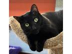 Adopt Romeo a Domestic Short Hair